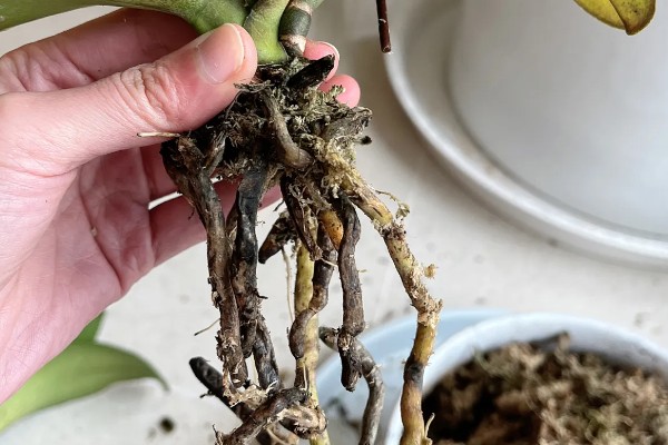 蝴蝶兰根烂了如何处理，需及时修剪根部