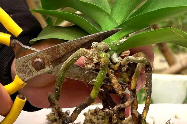 蝴蝶兰根烂了如何处理，需及时修剪根部