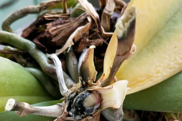 蝴蝶兰根烂了如何处理，需及时修剪根部