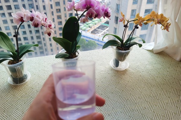 蝴蝶兰根烂了如何处理，需及时修剪根部