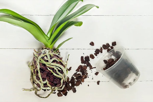 蝴蝶兰根烂了如何处理，需及时修剪根部