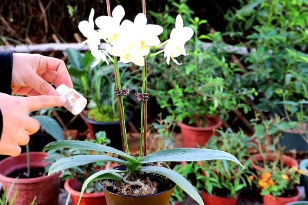 蝴蝶兰根烂了如何处理，需及时修剪根部