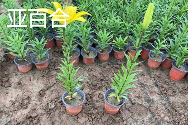 亚百合与香水百合的区别，香味和植株花型均不同