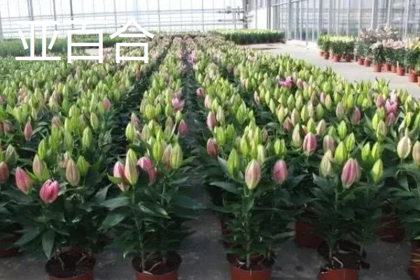 亚百合与香水百合的区别，香味和植株花型均不同