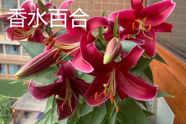 亚百合与香水百合的区别，香味和植株花型均不同