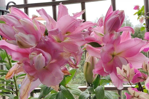 亚百合与香水百合的区别，香味和植株花型均不同