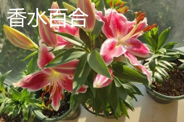 亚百合与香水百合的区别，香味和植株花型均不同