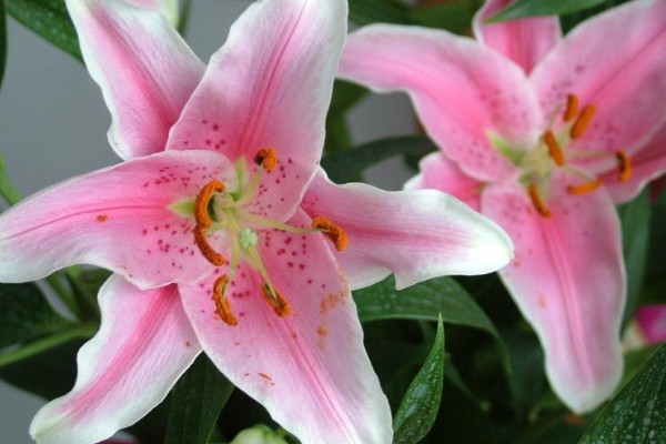 亚百合与香水百合的区别，香味和植株花型均不同