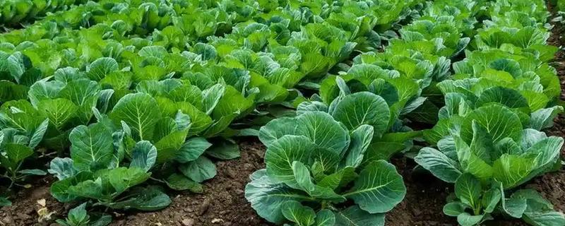 大白菜零下几度收获，零下3℃必须收获