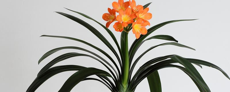 开花的君子兰有毒吗，是没有毒的