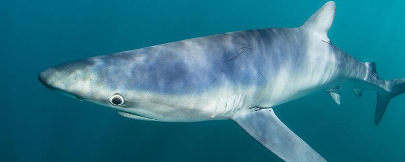 蓝鲨的简介，学名叫做大青鲨