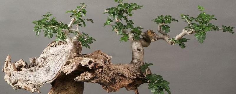 白蜡换盆枯萎后怎么办，需要减少光照