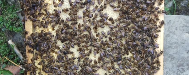 中蜂常见病的症状，有囊状幼虫病、爬蜂病等