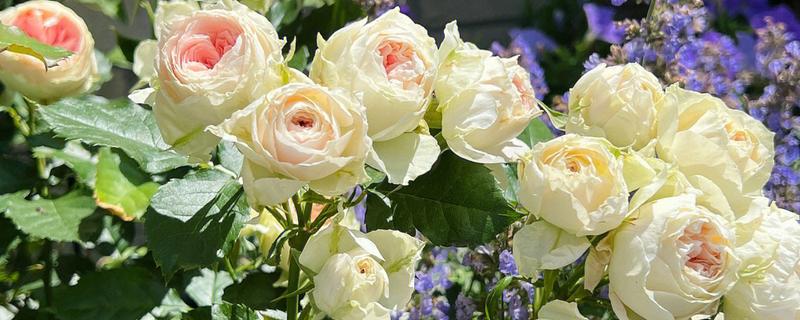 养绒球门廊月季的注意事项，适合在光照充足的环境下生长