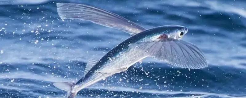 有没有会飞的鱼，飞鱼可在水面上飞行