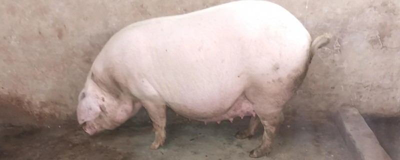 母猪产后肚胀不食怎么处理，选用柴胡和青霉素进行肌肉注射