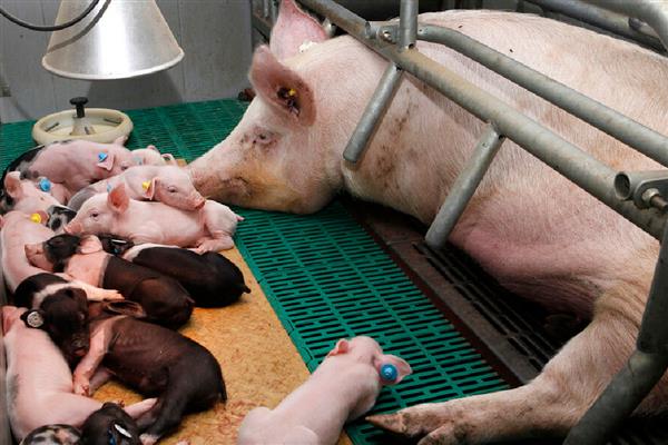 母猪生产要多长时间，分娩时间通常是2-6小时