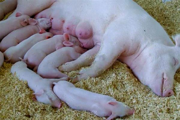 母猪生产要多长时间，分娩时间通常是2-6小时