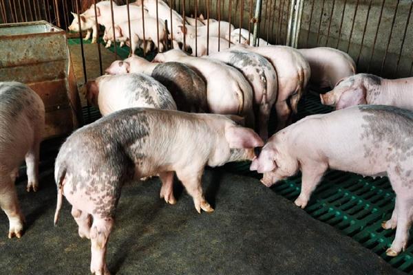 母猪生产要多长时间，分娩时间通常是2-6小时