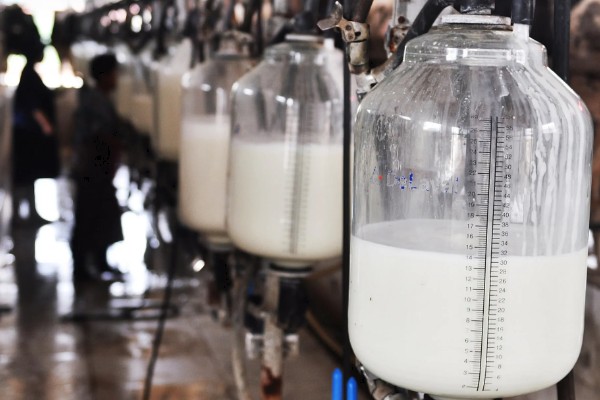 过期牛奶如何处理才能浇花，先将其进行发酵