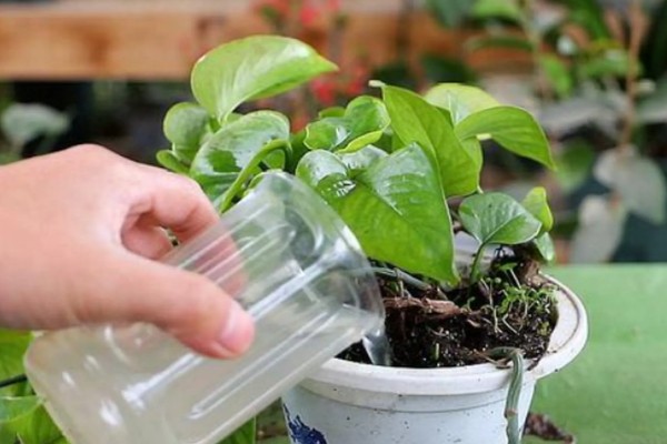 过期牛奶如何处理才能浇花，先将其进行发酵