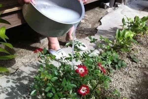 过期牛奶如何处理才能浇花，先将其进行发酵