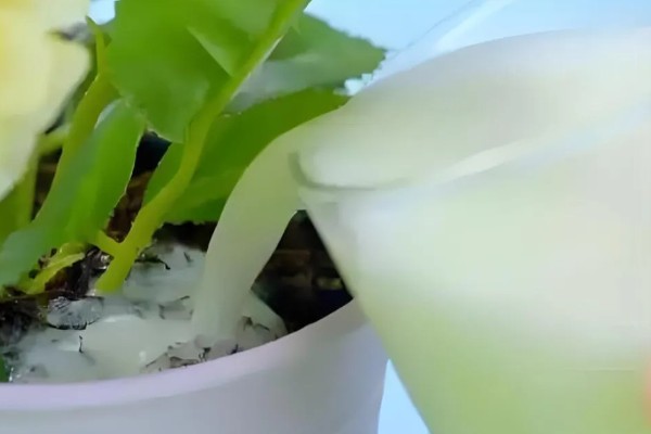 过期牛奶如何处理才能浇花，先将其进行发酵