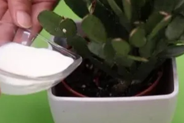 过期牛奶如何处理才能浇花，先将其进行发酵