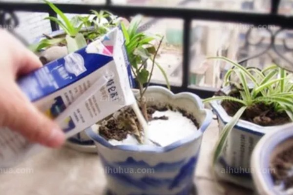 过期牛奶如何处理才能浇花，先将其进行发酵