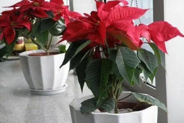 一品红叶子掉光怎么办，开过花后及时将花头剪掉