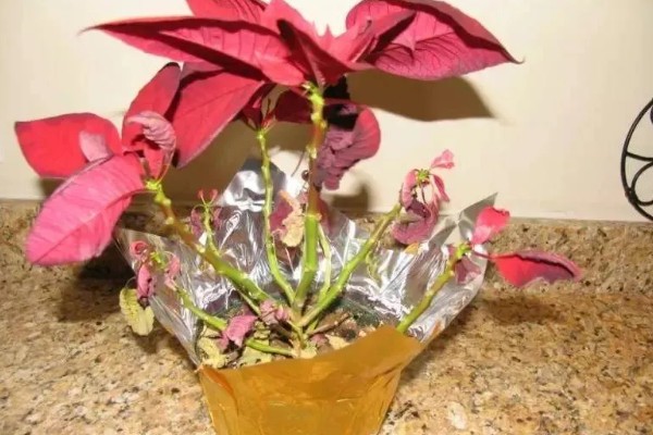 一品红叶子掉光怎么办，开过花后及时将花头剪掉