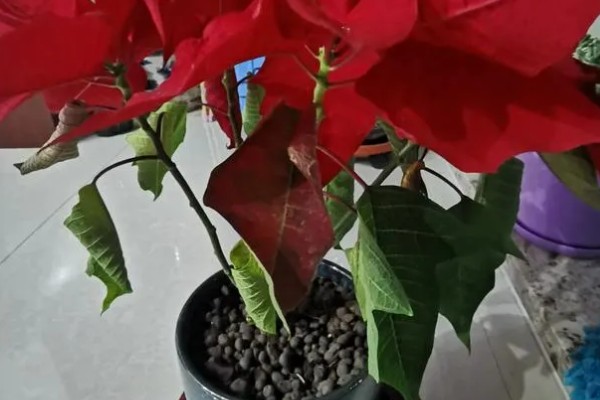 一品红叶子掉光怎么办，开过花后及时将花头剪掉