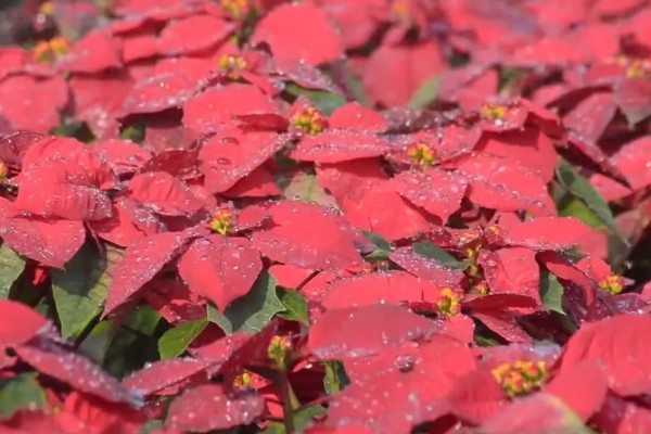 一品红叶子掉光怎么办，开过花后及时将花头剪掉