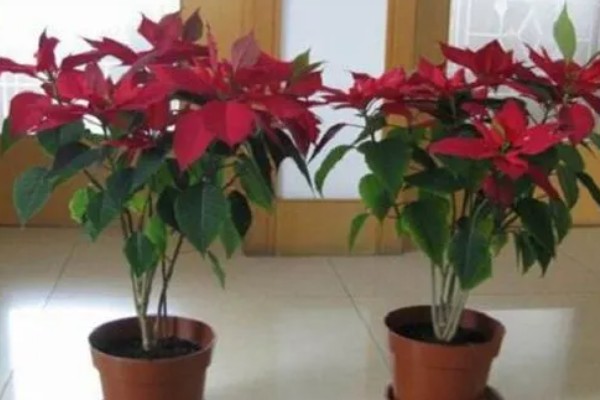 一品红叶子掉光怎么办，开过花后及时将花头剪掉