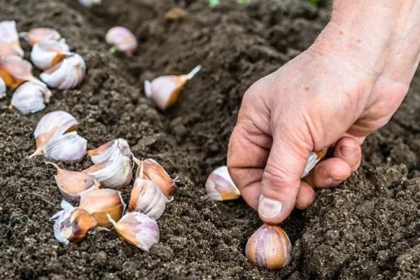 大蒜的种植方法,9-10月份进行播种
