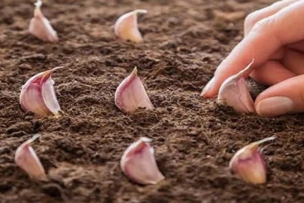 大蒜的种植方法,9-10月份进行播种