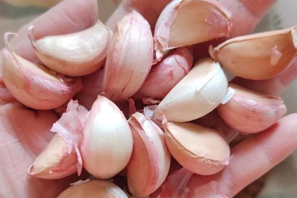 大蒜的种植方法,9-10月份进行播种