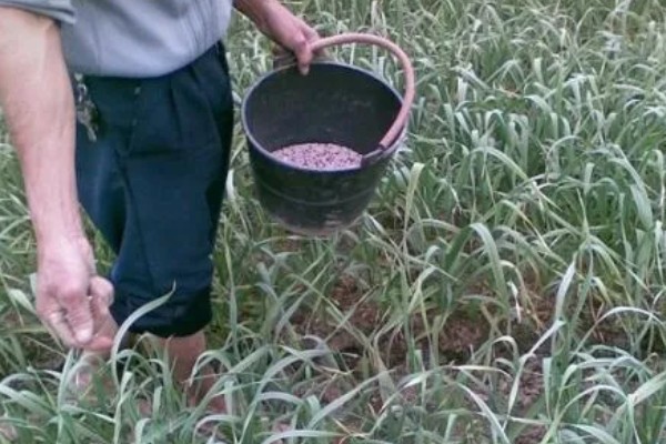 大蒜的种植方法,9-10月份进行播种