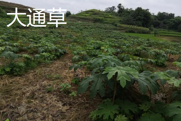 大通草与小通草有什么区别,颜色、生长环境、分布范围都不同
