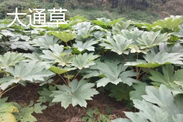 大通草与小通草有什么区别,颜色、生长环境、分布范围都不同