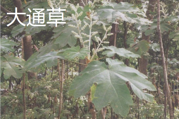 大通草与小通草有什么区别,颜色、生长环境、分布范围都不同