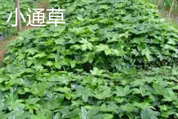 大通草与小通草有什么区别,颜色、生长环境、分布范围都不同