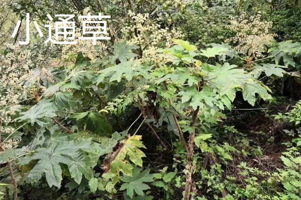 大通草与小通草有什么区别,颜色、生长环境、分布范围都不同