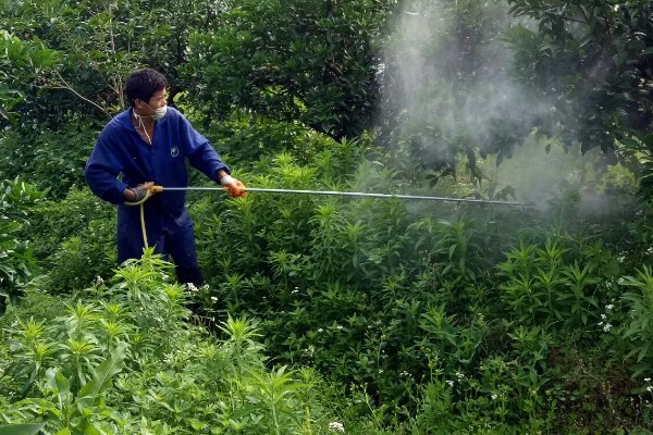 大通草与小通草有什么区别,颜色、生长环境、分布范围都不同