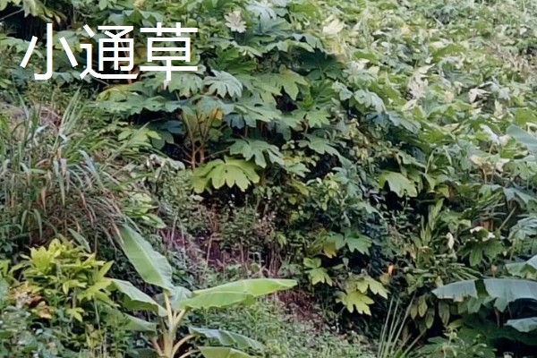 大通草与小通草有什么区别,颜色、生长环境、分布范围都不同