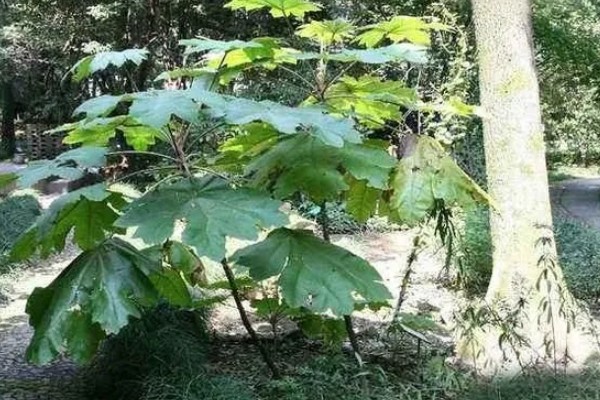 大通草与小通草有什么区别,颜色、生长环境、分布范围都不同