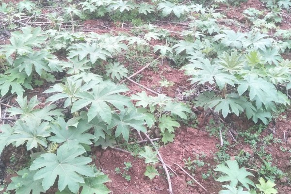 大通草与小通草有什么区别,颜色、生长环境、分布范围都不同