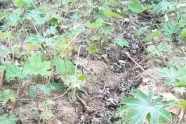 大通草与小通草有什么区别,颜色、生长环境、分布范围都不同