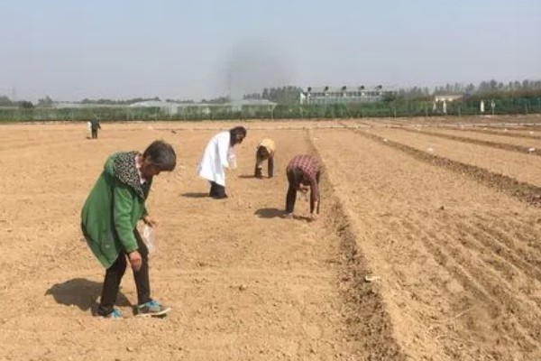 大通草与小通草有什么区别,颜色、生长环境、分布范围都不同