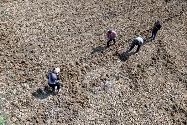 大通草与小通草有什么区别,颜色、生长环境、分布范围都不同